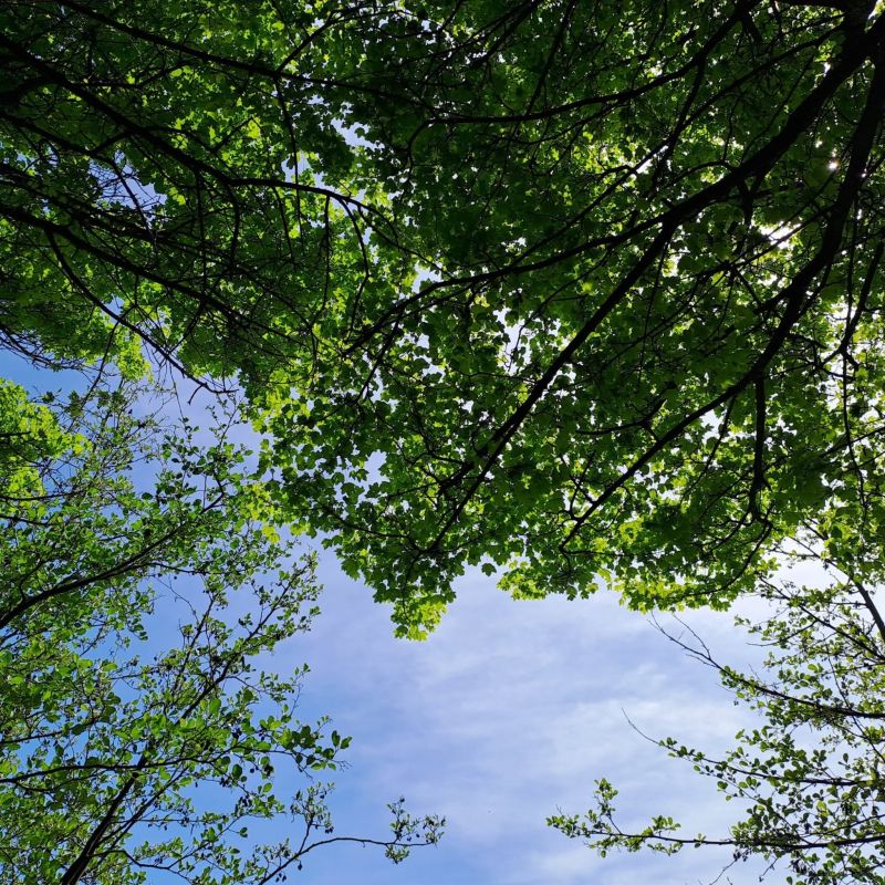 Foret et ciel Une vue du ciel et des arbres en plein printemps.