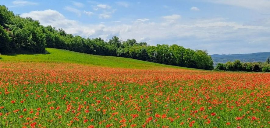 Un champs de coquelicot à Allex