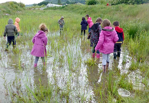 Sorties natures Des enfants se promène dans une zone humide en observant le sol.