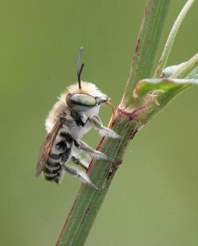 megachile-sp3